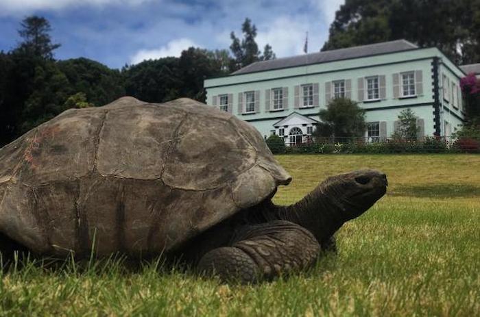 світовий рекорд, встановлений тваринами